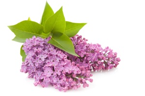 Blooming flower of purple lilac, isloated